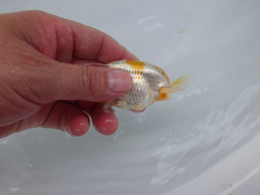 【 超レア系統！】尾型が良く背も綺麗な更紗らんちゅう　約9ｃｍ　岡山、高尾氏系統