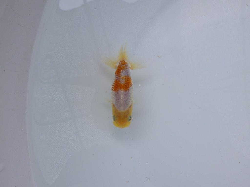 【 超レア系統！】尾型が良く背も綺麗な更紗らんちゅう　約9ｃｍ　岡山、高尾氏系統