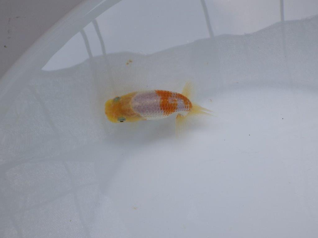 【 超レア系統！】尾型が良く背も綺麗な更紗らんちゅう　約9ｃｍ　岡山、高尾氏系統