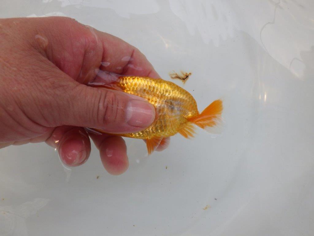 【 超レア系統！】素晴らしいフンタンの発育！更紗らんちゅう　約10,5ｃｍ　岡山、高尾氏系統