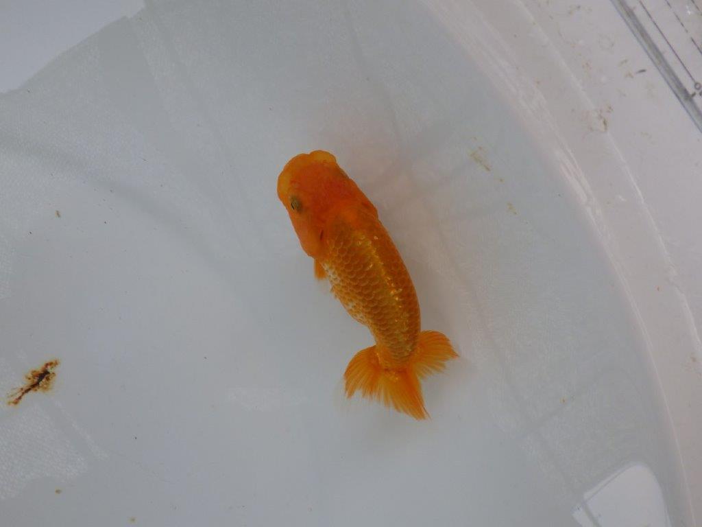 【 超レア系統！】素晴らしいフンタンの発育！更紗らんちゅう　約10,5ｃｍ　岡山、高尾氏系統