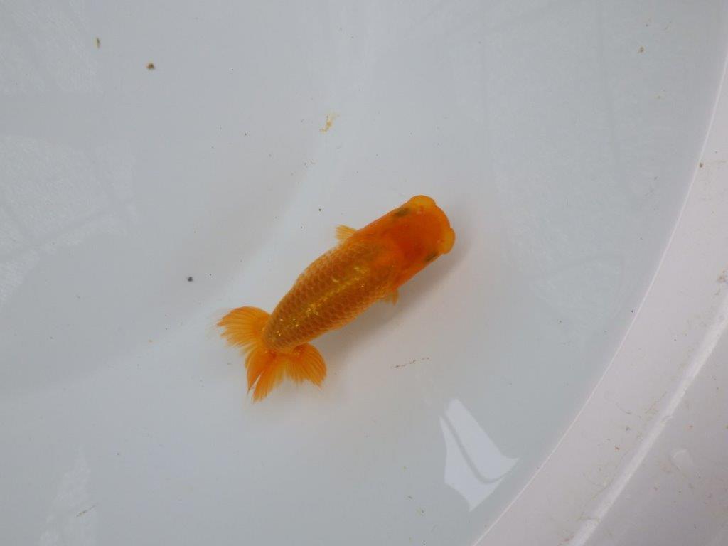【 超レア系統！】素晴らしいフンタンの発育！更紗らんちゅう　約10,5ｃｍ　岡山、高尾氏系統