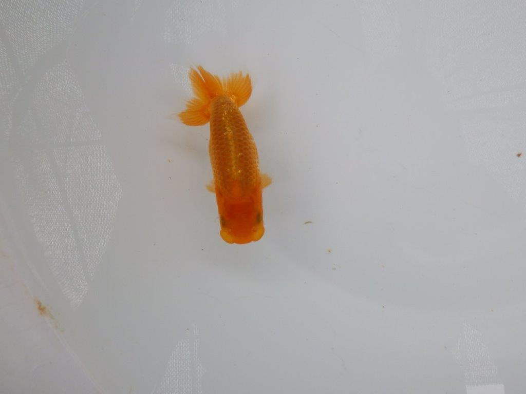 【 超レア系統！】素晴らしいフンタンの発育！更紗らんちゅう　約10,5ｃｍ　岡山、高尾氏系統