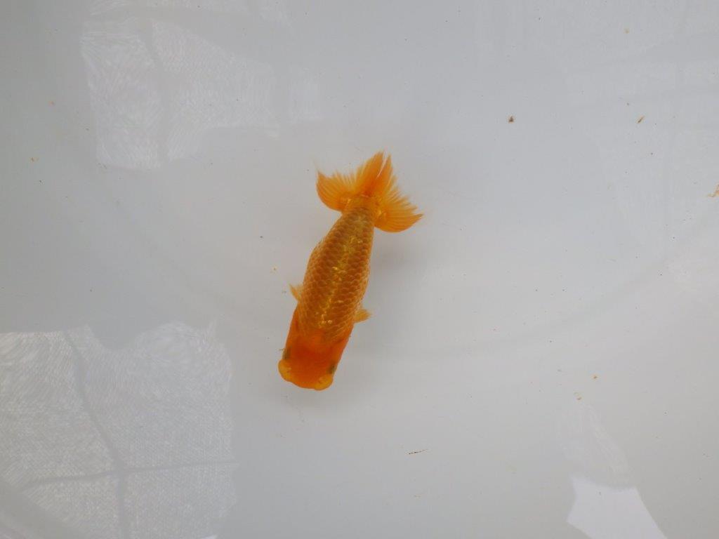 【 超レア系統！】素晴らしいフンタンの発育！更紗らんちゅう　約10,5ｃｍ　岡山、高尾氏系統