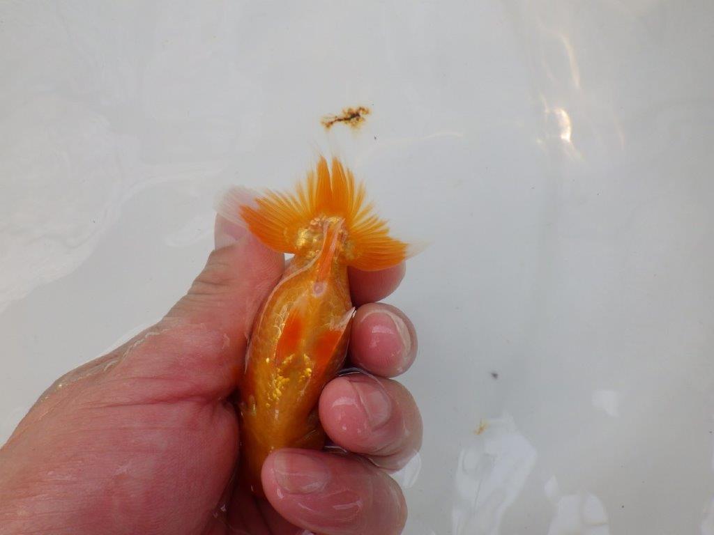 【 超レア系統！】素晴らしいフンタンの発育！更紗らんちゅう　約10,5ｃｍ　岡山、高尾氏系統