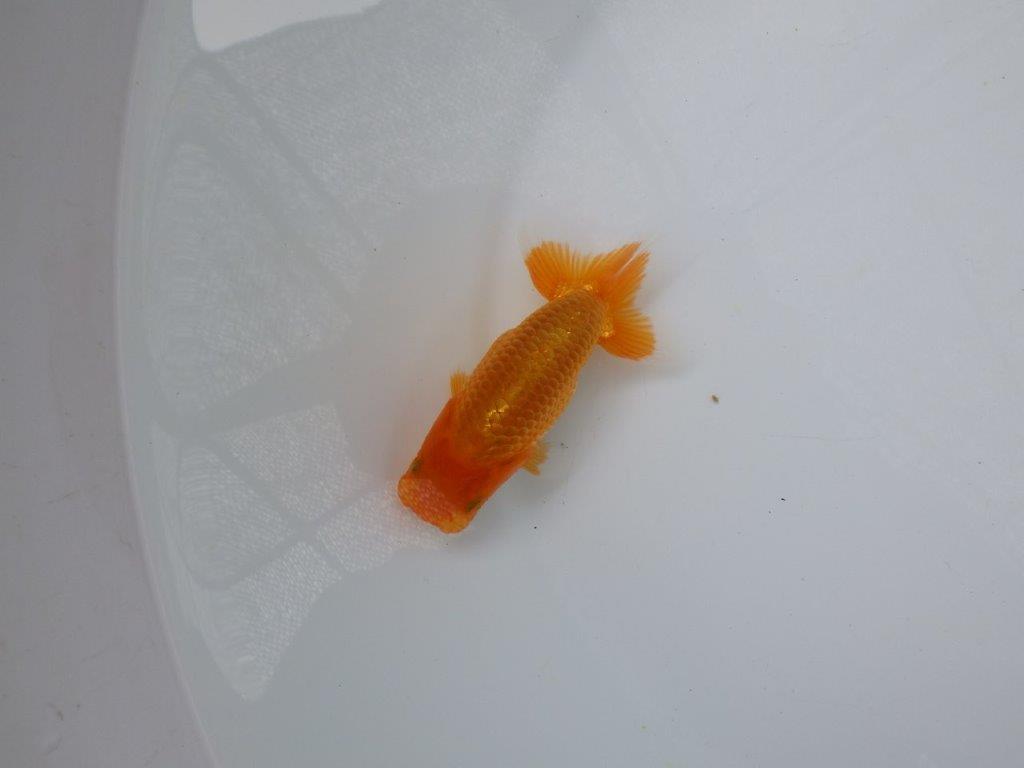 【 超レア系統！】背幅があり太くたくましいらんちゅう　約10ｃｍ　岡山、高尾氏系統