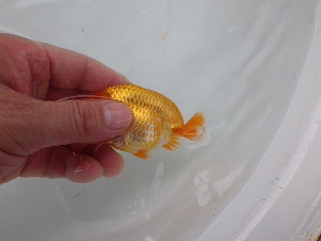【 超レア系統！】背幅があり太くたくましいらんちゅう　約10ｃｍ　岡山、高尾氏系統