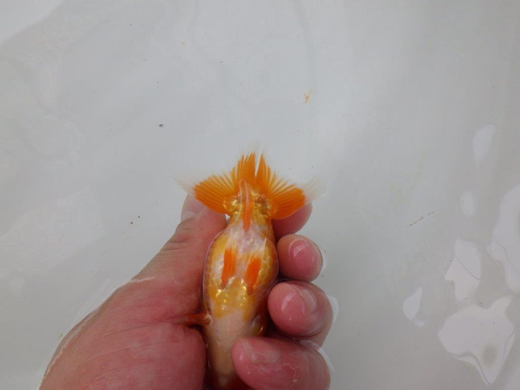 【 超レア系統！】背幅があり太くたくましいらんちゅう　約10ｃｍ　岡山、高尾氏系統