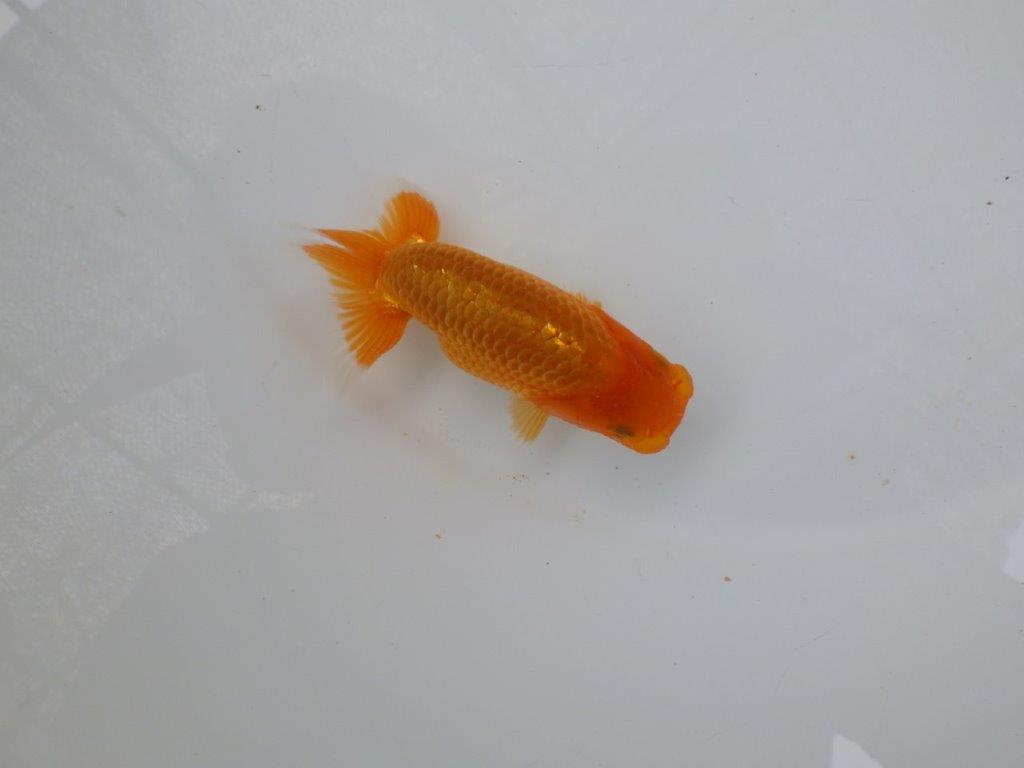【 超レア系統！】背幅があり太くたくましいらんちゅう　約10ｃｍ　岡山、高尾氏系統