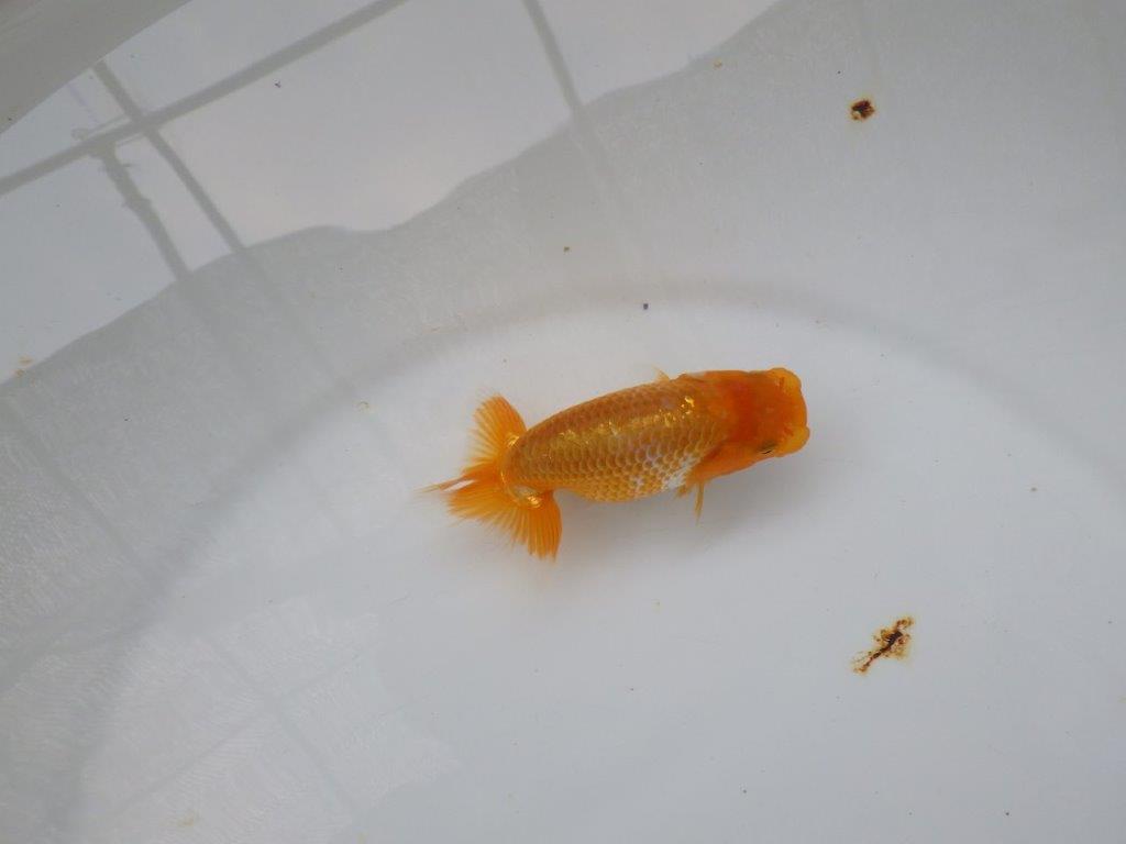【 超レア系統！】タネにお勧めの要素が多数！らんちゅう　約10ｃｍ　岡山、高尾氏系統