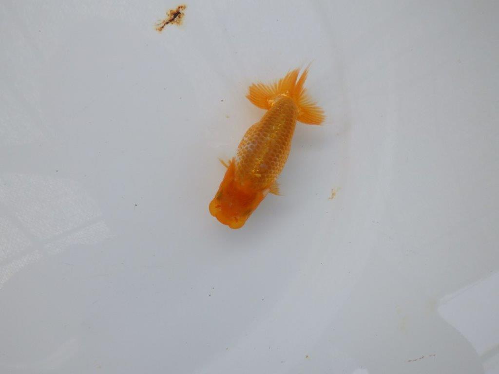 【 超レア系統！】タネにお勧めの要素が多数！らんちゅう　約10ｃｍ　岡山、高尾氏系統