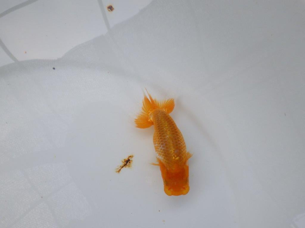 【 超レア系統！】タネにお勧めの要素が多数！らんちゅう　約10ｃｍ　岡山、高尾氏系統
