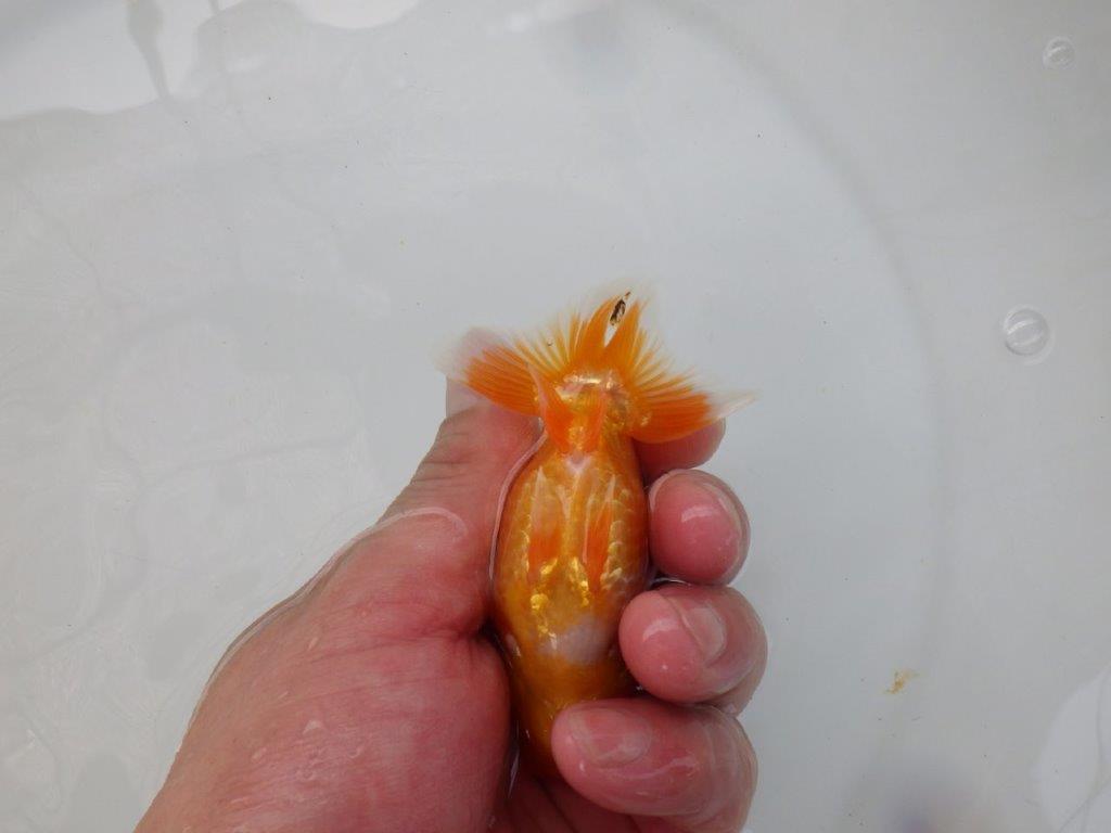 【 超レア系統！】タネにお勧めの要素が多数！らんちゅう　約10ｃｍ　岡山、高尾氏系統