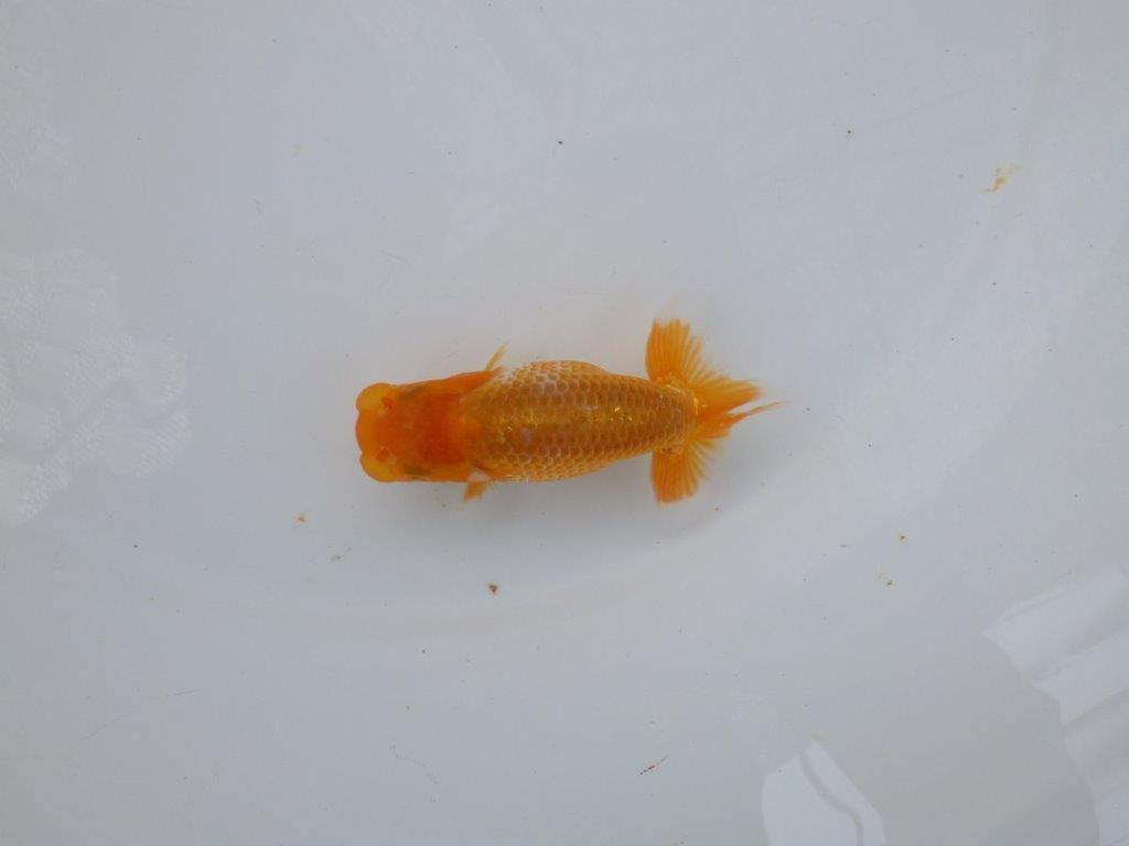 【 超レア系統！】タネにお勧めの要素が多数！らんちゅう　約10ｃｍ　岡山、高尾氏系統