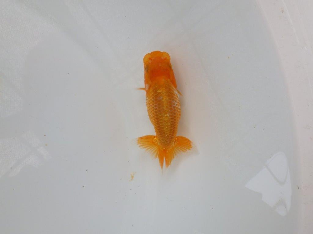 【 超レア系統！】タネにお勧めの要素が多数！らんちゅう　約10ｃｍ　岡山、高尾氏系統
