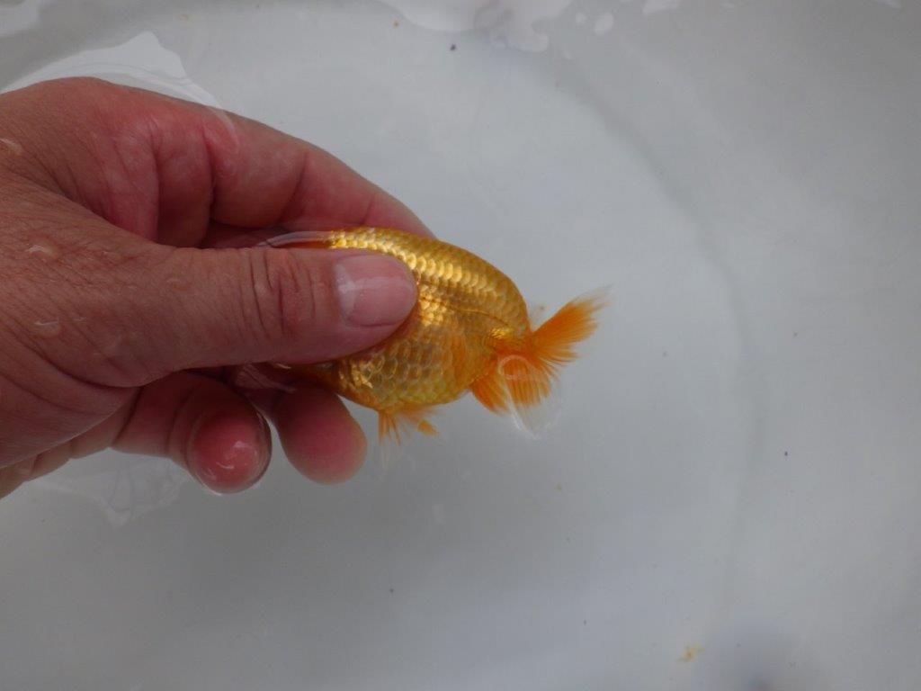 【 超レア系統！】タネにお勧めの要素が多数！らんちゅう　約10ｃｍ　岡山、高尾氏系統