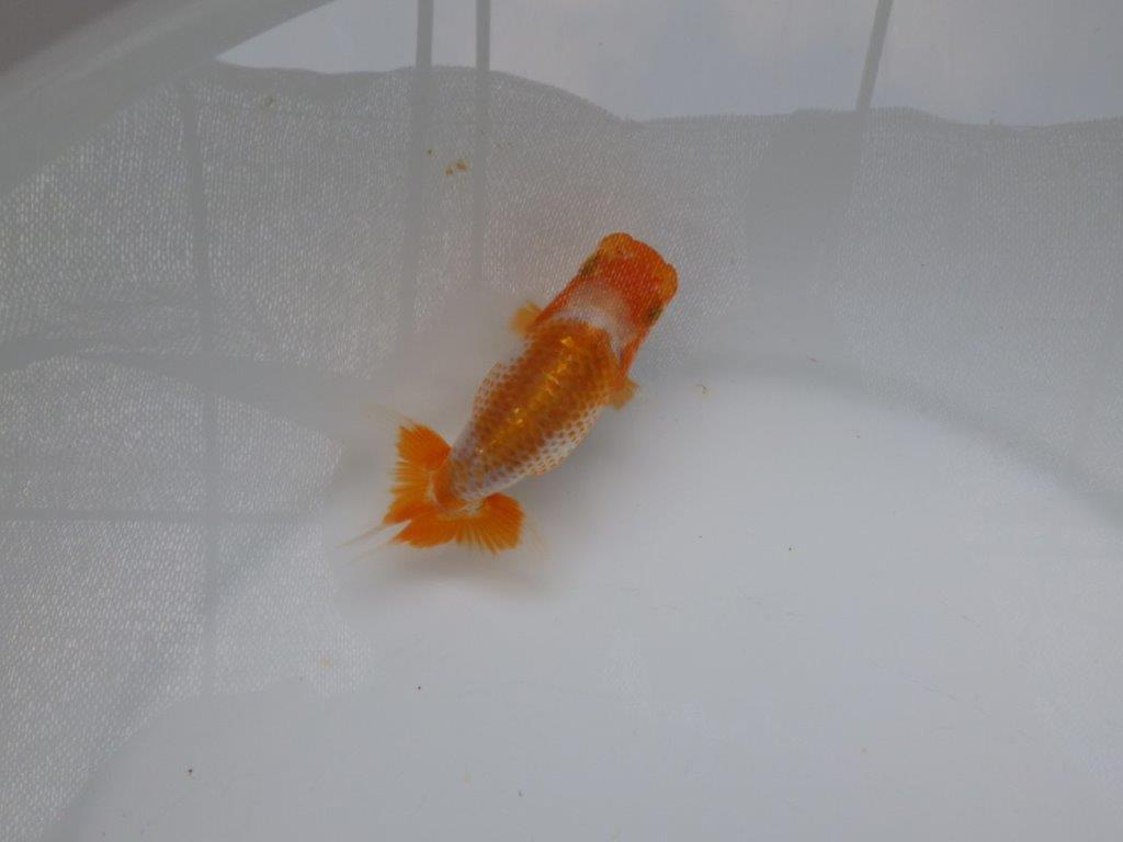 【 超レア系統！】飼い込みお勧めの更紗らんちゅう　約10ｃｍ　岡山、高尾氏系統