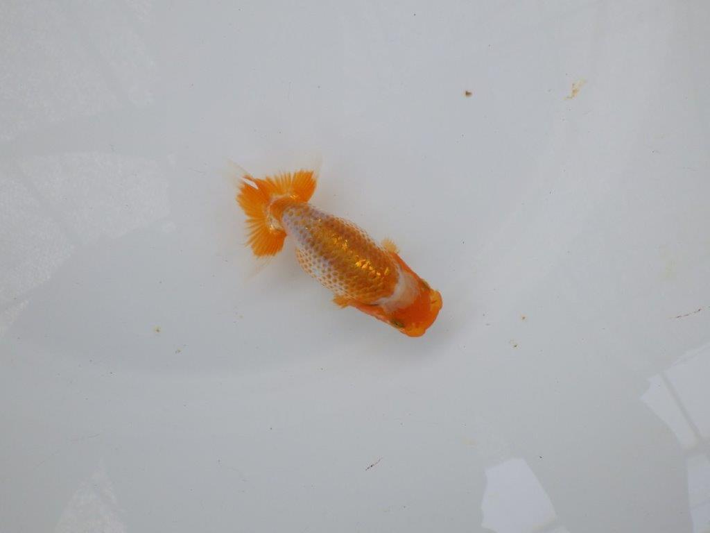 【 超レア系統！】飼い込みお勧めの更紗らんちゅう　約10ｃｍ　岡山、高尾氏系統