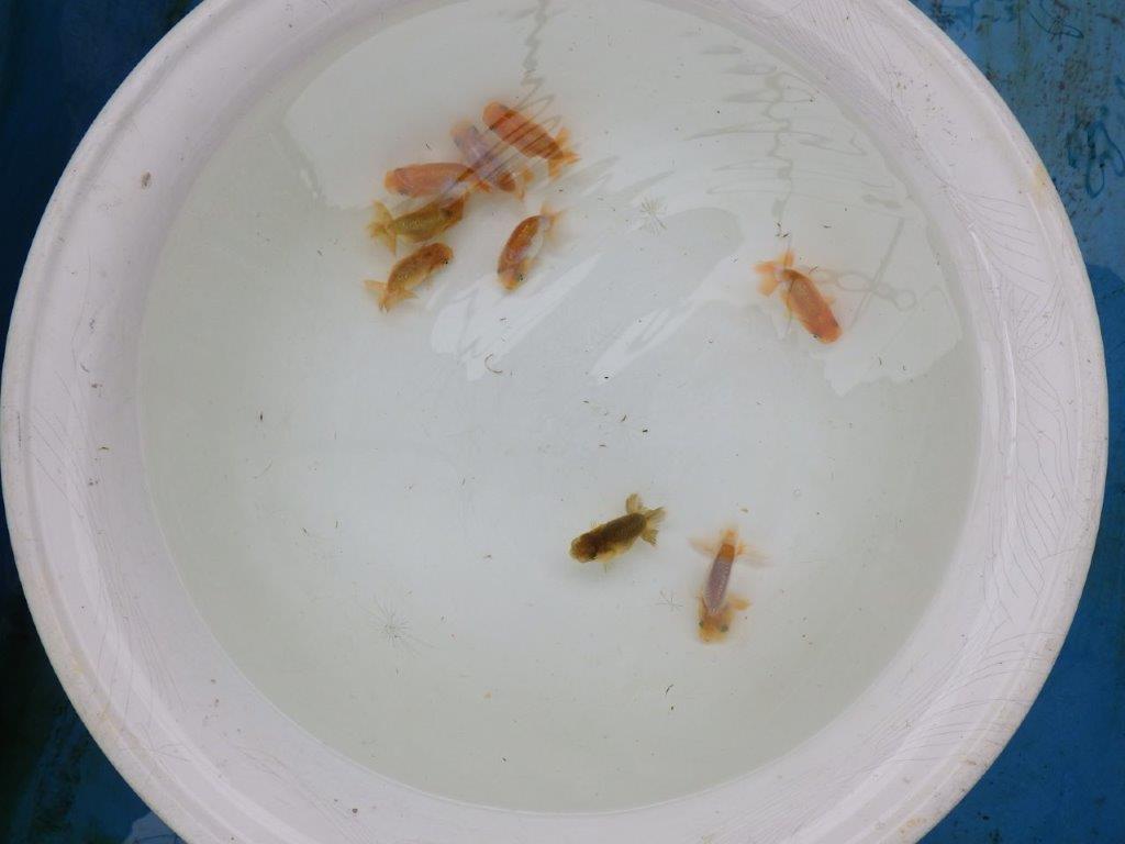 【一味違う雰囲気】フンタンの発育をお楽しみください！３尾セット（小）　約５ｃｍ　限定３