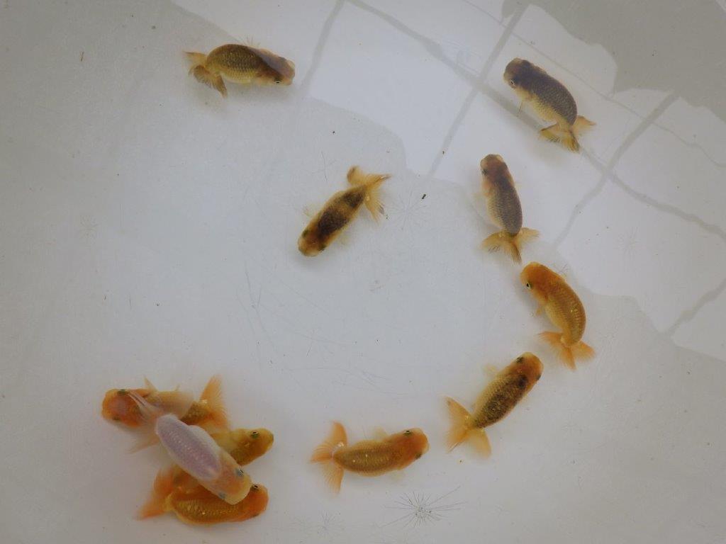 【一味違う雰囲気】フンタンの発育をお楽しみください！３尾セット（中）　約6ｃｍ　限定３