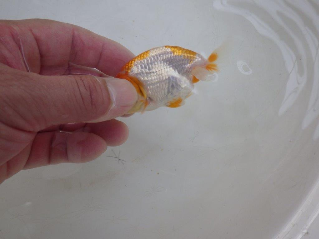 【全国大会東大関獲得ブリーダー 】尾型が良く柄も綺麗な当歳らんちゅう約8,5㎝