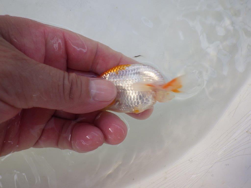 【全国大会東大関獲得ブリーダー 】背も綺麗!尾型が良く綺麗な当歳らんちゅう約8,5㎝