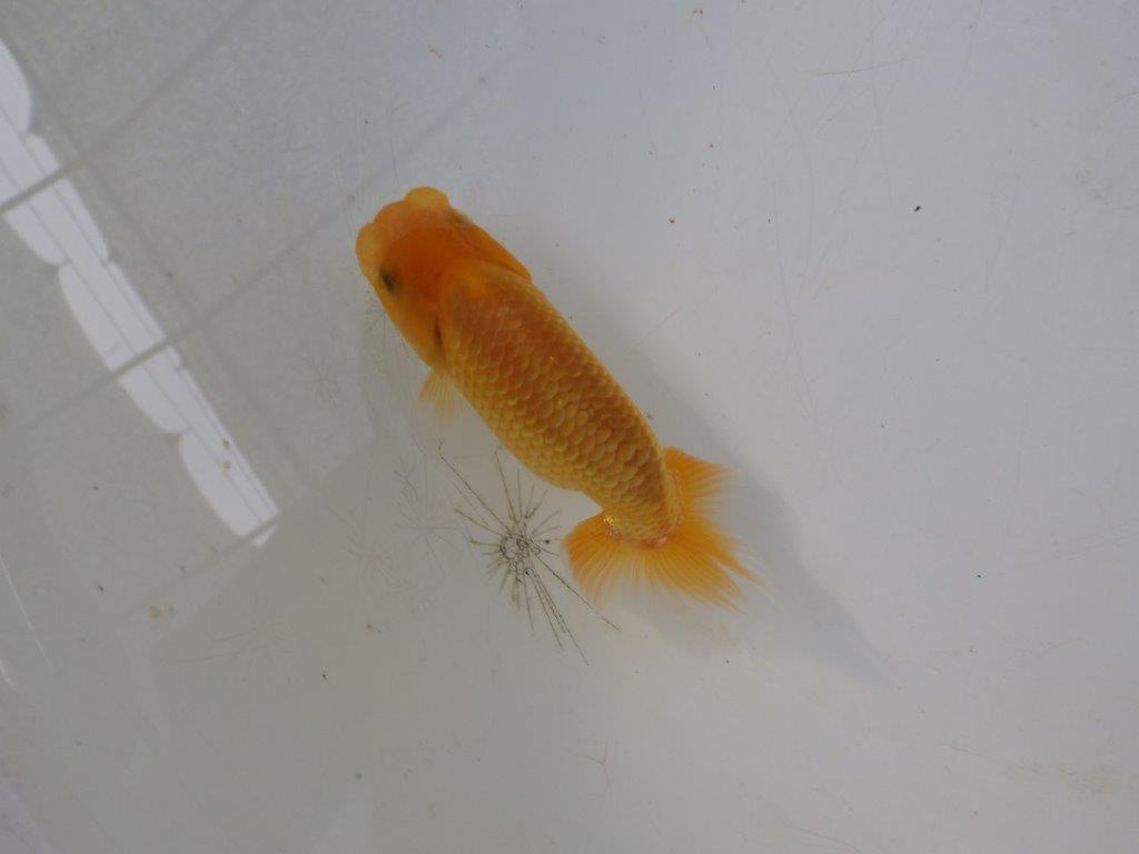 【全国大会東大関獲得ブリーダー 】フンタンの発育が素晴らしい当歳らんちゅう約9㎝
