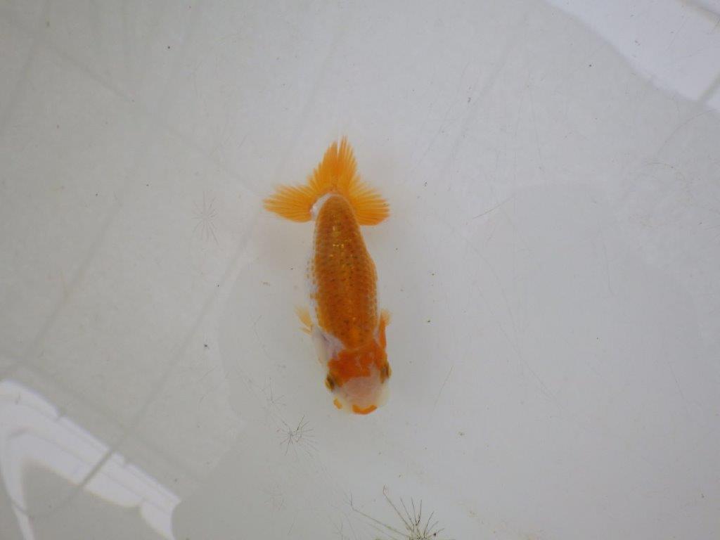 【全国大会東大関獲得ブリーダー 】綺麗な柄と背のラインが水槽映え当歳らんちゅう約8,5㎝