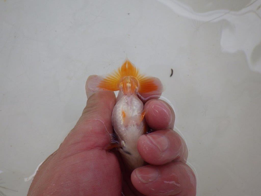 【全国大会東大関獲得ブリーダー 】綺麗な柄と背のラインが水槽映え当歳らんちゅう約8,5㎝