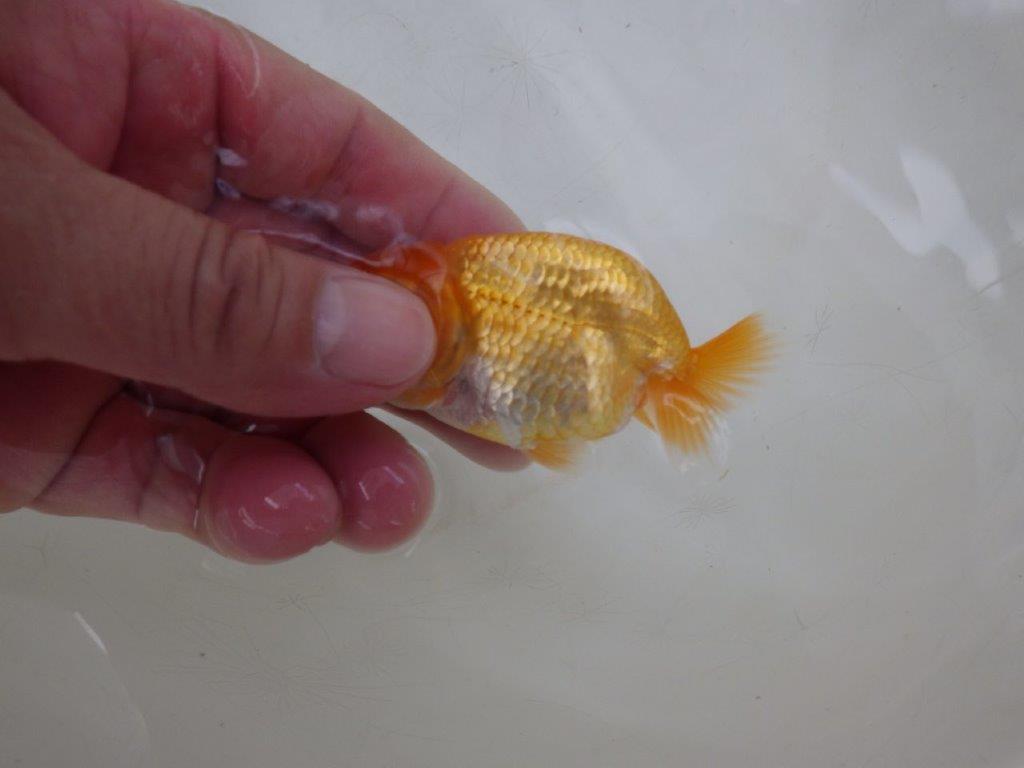 【全国大会東大関獲得ブリーダー 】研究会なども視野に入れて頂きたい当歳らんちゅう約8㎝