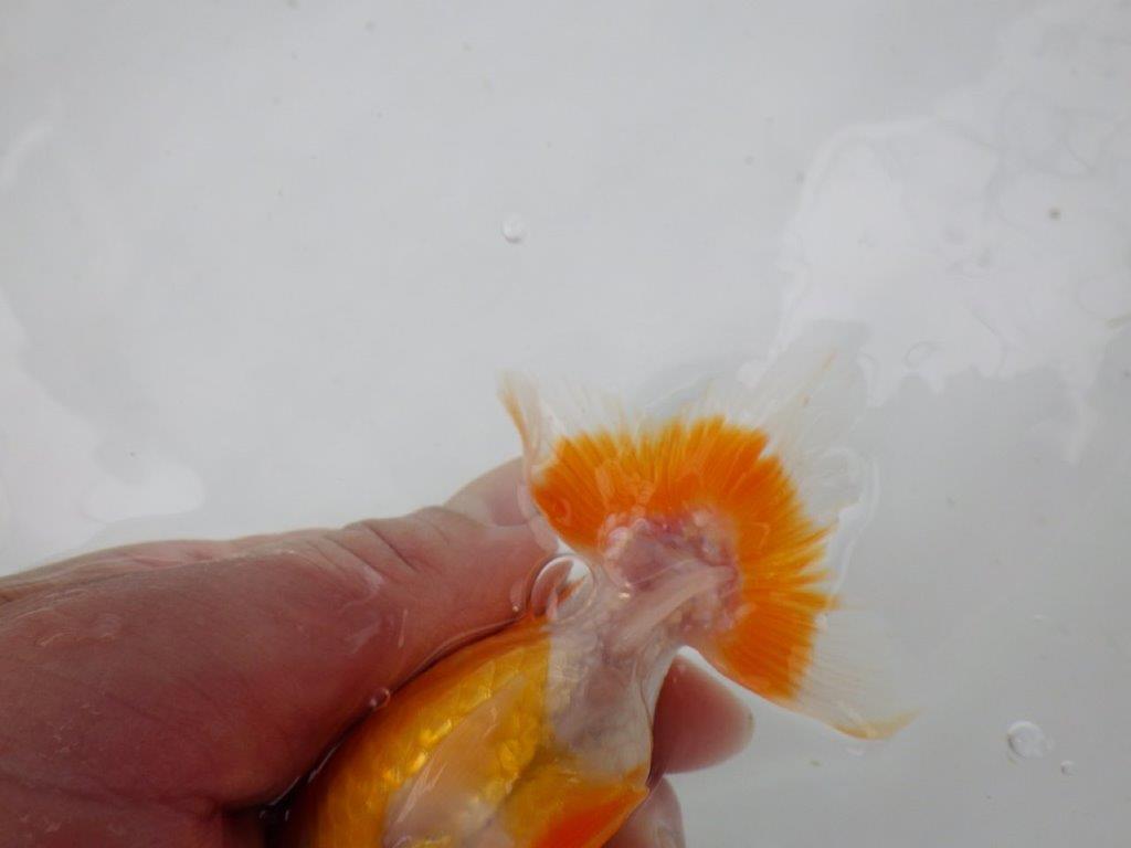 【管理魚】頭が良く背も綺麗な更紗らんちゅう　二歳魚　 　約11,5ｃｍ メス？