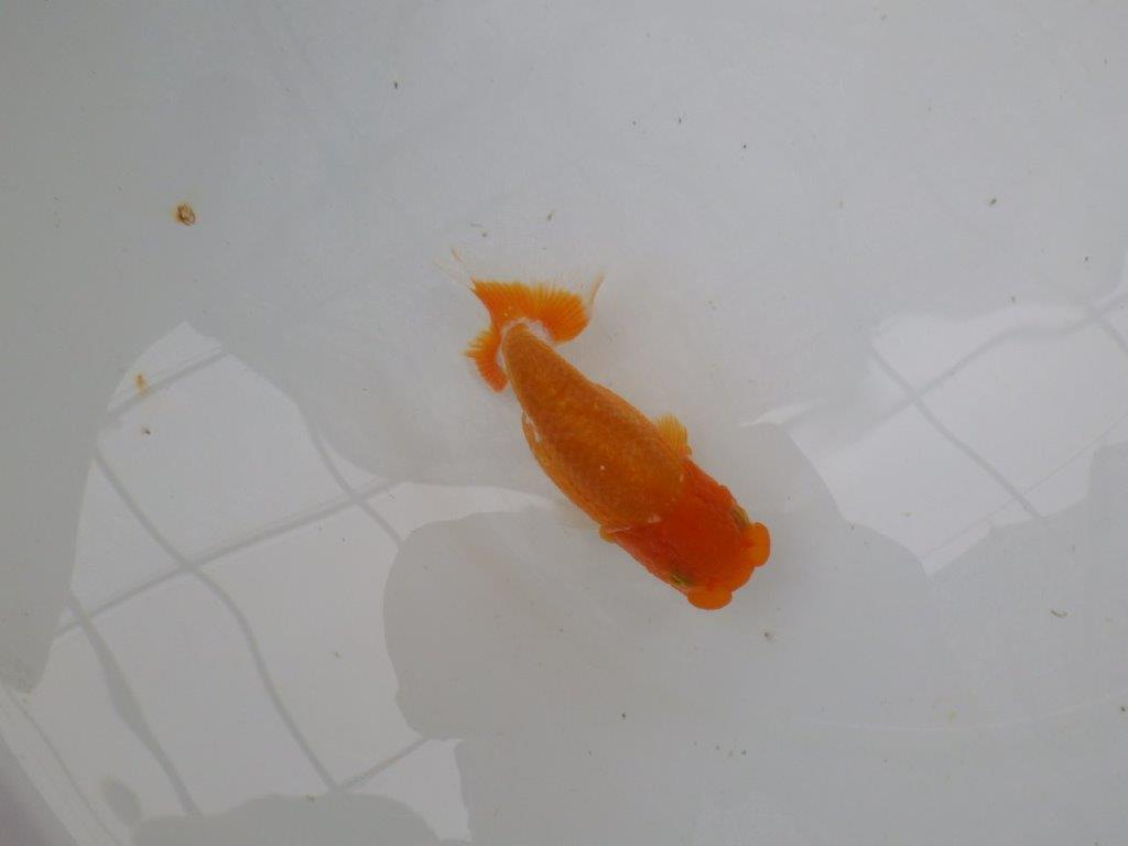 【管理魚】頭が良く背も綺麗な更紗らんちゅう　二歳魚　 　約11,5ｃｍ メス？