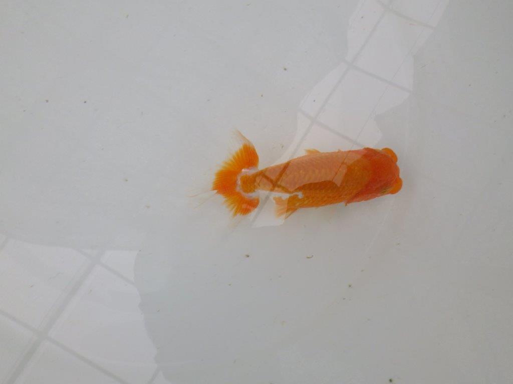 【管理魚】頭が良く背も綺麗な更紗らんちゅう　二歳魚　 　約11,5ｃｍ メス？
