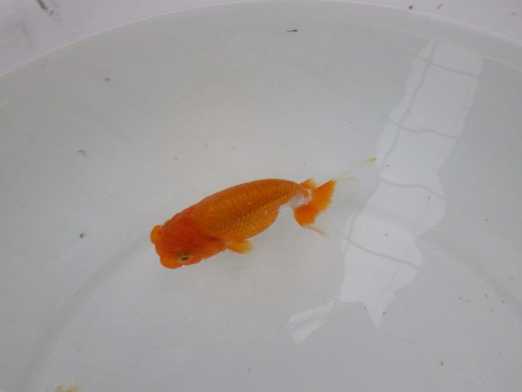 【管理魚】頭が良く背も綺麗な更紗らんちゅう　二歳魚　 　約11,5ｃｍ メス？