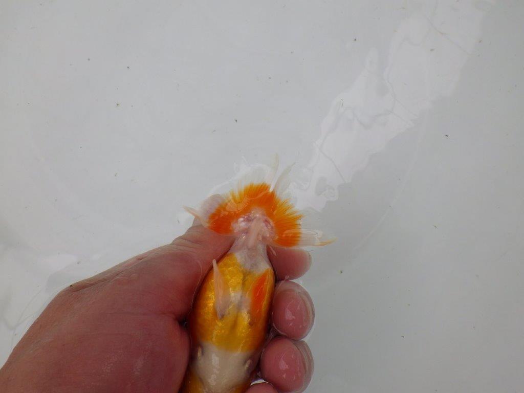 【管理魚】頭が良く背も綺麗な更紗らんちゅう　二歳魚　 　約11,5ｃｍ メス？