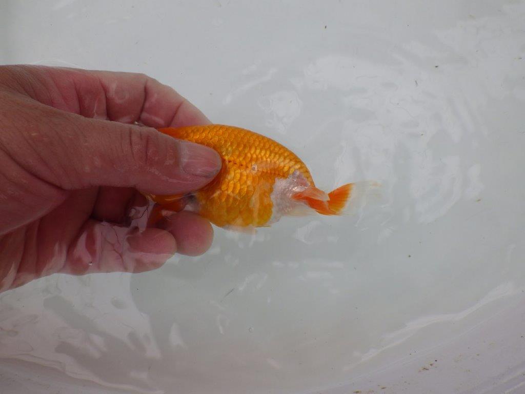 【管理魚】頭が良く背も綺麗な更紗らんちゅう　二歳魚　 　約11,5ｃｍ メス？