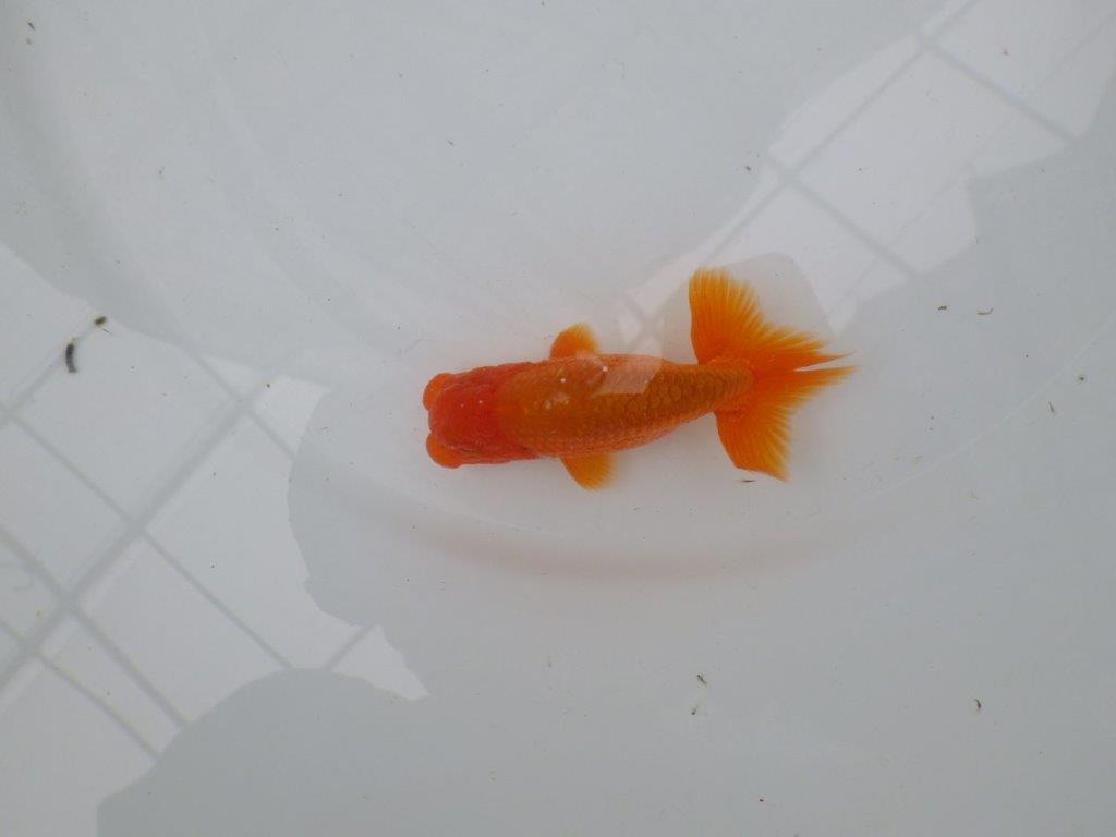 【管理魚】尾張りが良くインパクトのあるらんちゅう　二歳魚　 　約10,5ｃｍ オス？
