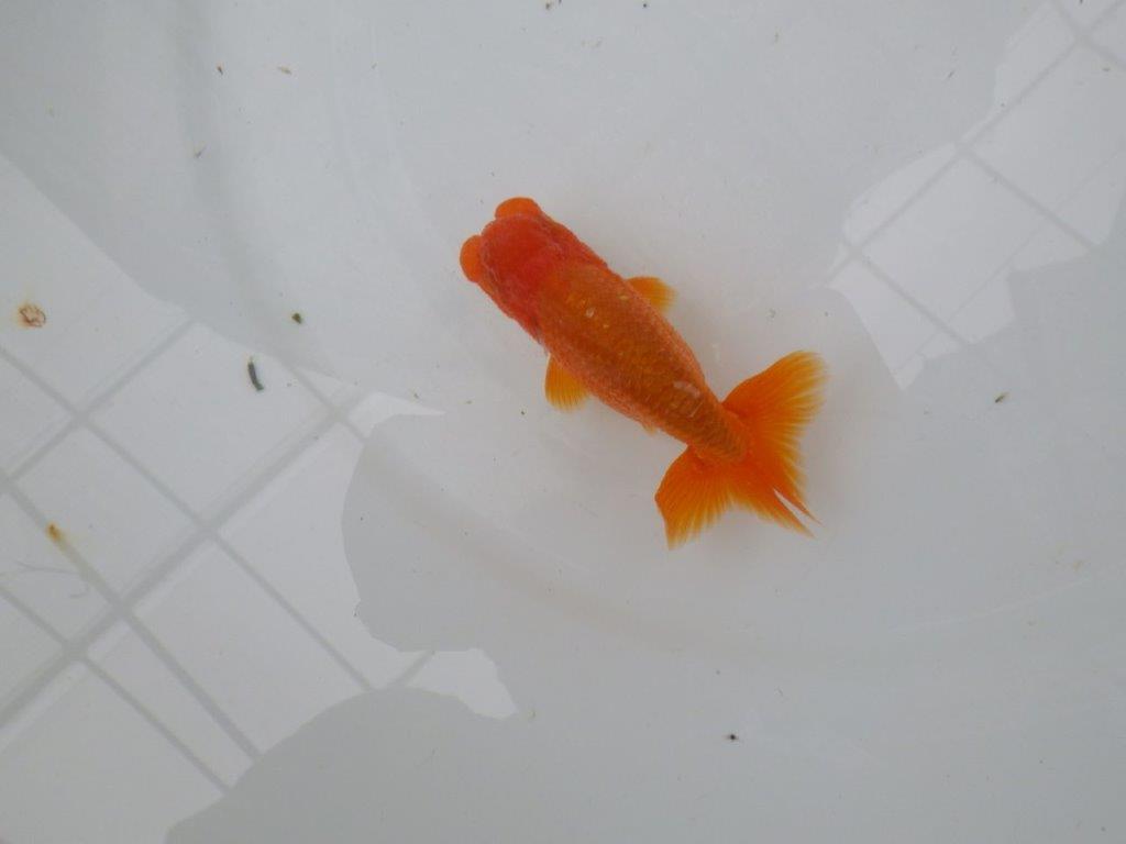 【管理魚】尾張りが良くインパクトのあるらんちゅう　二歳魚　 　約10,5ｃｍ オス？