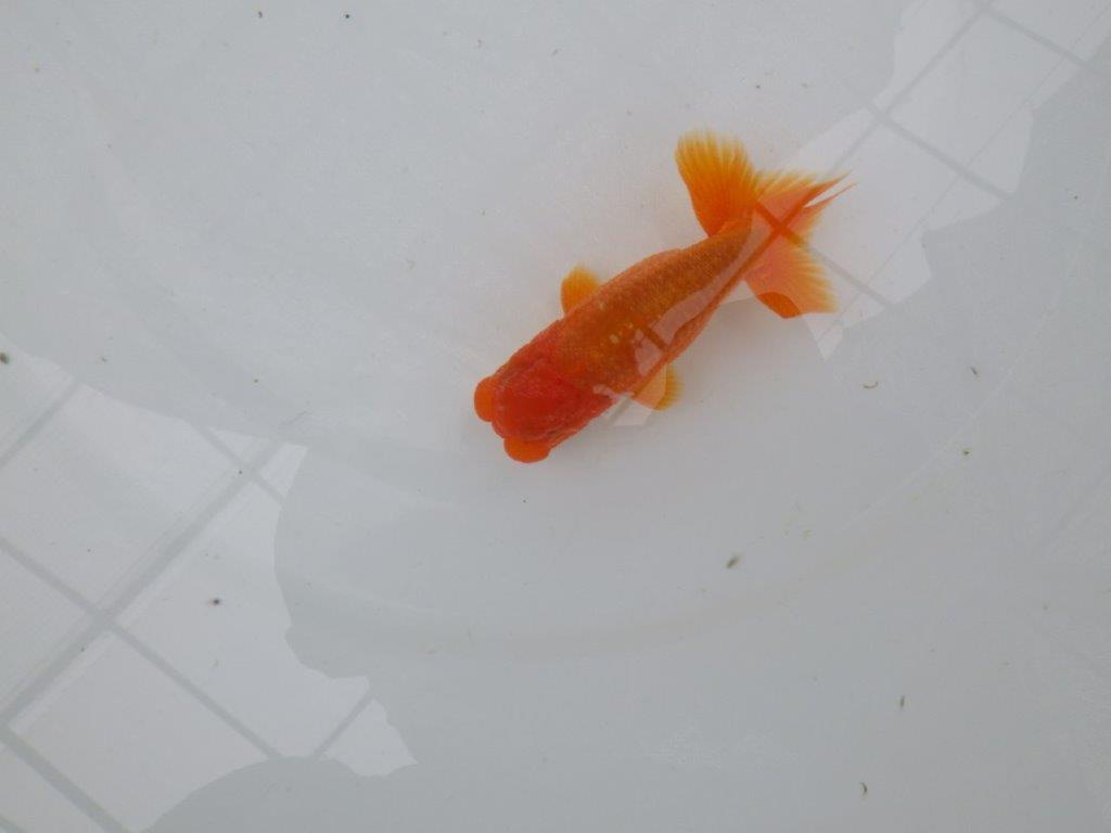 【管理魚】尾張りが良くインパクトのあるらんちゅう　二歳魚　 　約10,5ｃｍ オス？