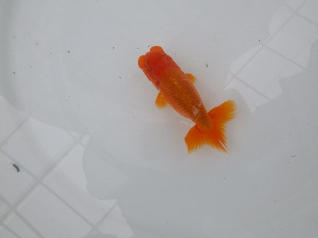 【管理魚】尾張りが良くインパクトのあるらんちゅう　二歳魚　 　約10,5ｃｍ オス？