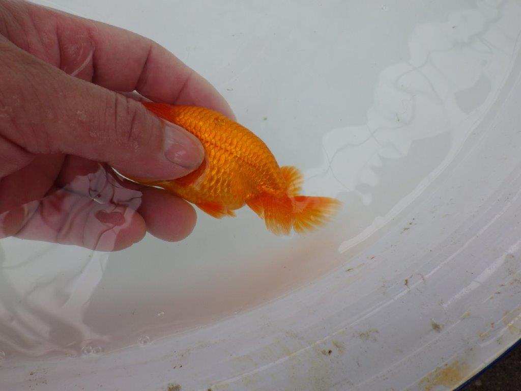 【管理魚】尾張りが良くインパクトのあるらんちゅう　二歳魚　 　約10,5ｃｍ オス？