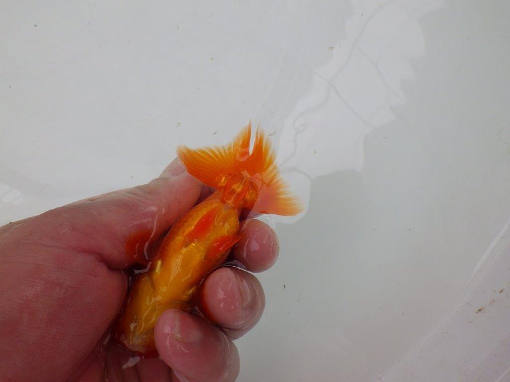 【管理魚】尾張りが良くインパクトのあるらんちゅう　二歳魚　 　約10,5ｃｍ オス？