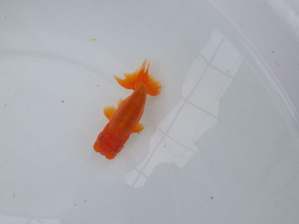 【管理魚】尾張りが良く頭も良いらんちゅう　二歳魚　 　約10,5ｃｍ オス？