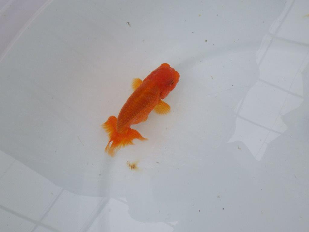 【管理魚】尾張りが良く頭も良いらんちゅう　二歳魚　 　約10,5ｃｍ オス？