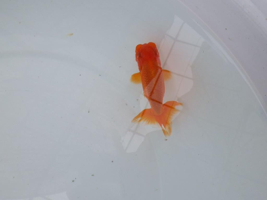 【管理魚】尾張りが良く頭も良いらんちゅう　二歳魚　 　約10,5ｃｍ オス？