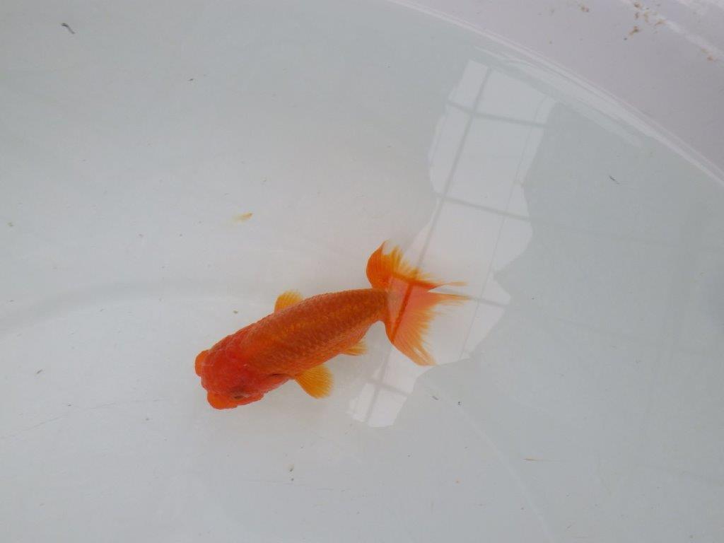 【管理魚】尾張りが良く頭も良いらんちゅう　二歳魚　 　約10,5ｃｍ オス？
