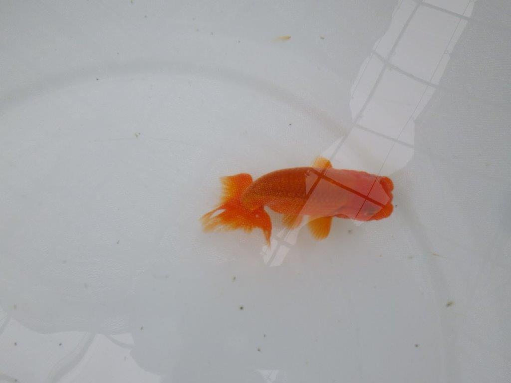 【管理魚】尾張りが良く頭も良いらんちゅう　二歳魚　 　約10,5ｃｍ オス？