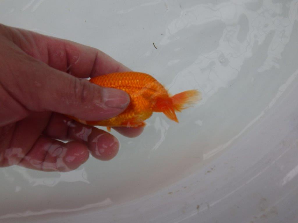 【管理魚】尾張りが良く頭も良いらんちゅう　二歳魚　 　約10,5ｃｍ オス？