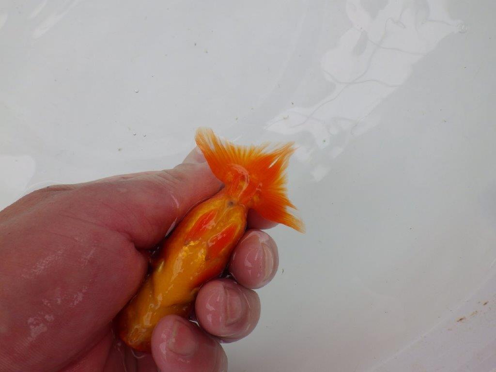 【管理魚】尾張りが良く頭も良いらんちゅう　二歳魚　 　約10,5ｃｍ オス？