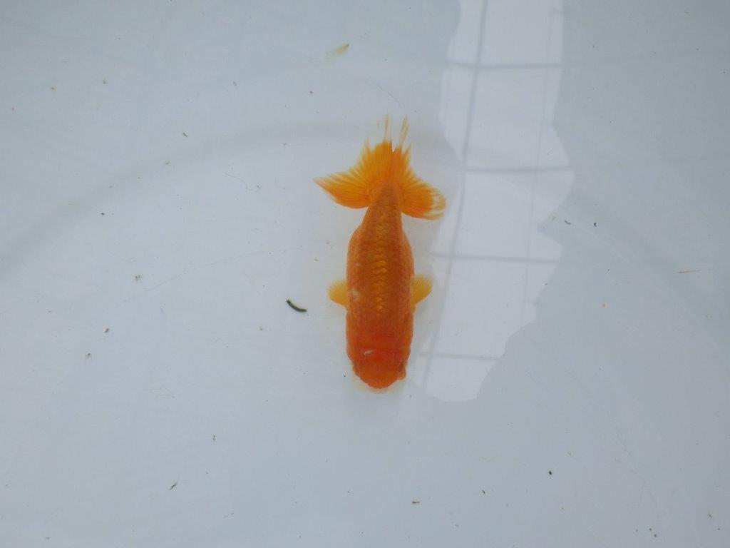 【管理魚】顔の柄が可愛らしいらんちゅう　二歳魚　 　約10ｃｍ メス？